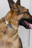Steel Aztec Dog Collar