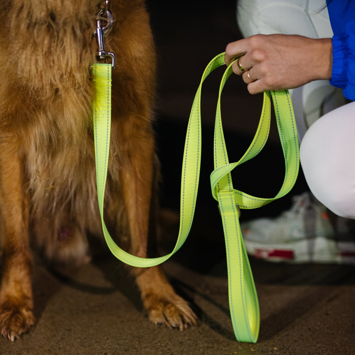 Reflective - Collars + Leashes – Zaley Designs