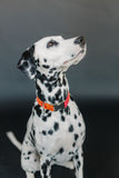 Orange Ombre Dog Collar