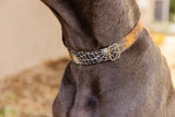 Glitter Spider Webs Dog Collar