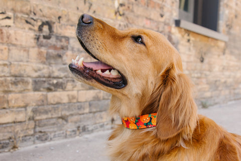 Vintage Jack-O'-Lantern Dog Collar