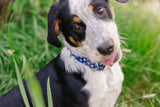 Navy Blue Stars Dog Collar