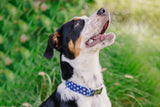 Navy Blue Stars Dog Collar