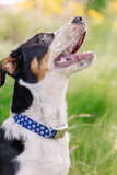 Navy Blue Stars Dog Collar