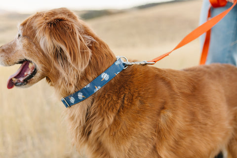 Navy Blue Pumpkins Dog Collar