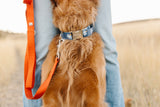 Navy Blue Pumpkins Dog Collar