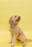 Gracie Floral Dog Collar