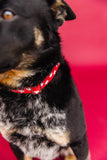 CANADA DAY Dog Collar