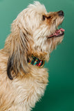 The PUPcracker Fabric Dog Collar