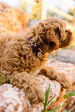 Maggie Floral Dog Collar