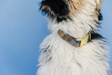 Zeus Flannel Plaid Dog Collar