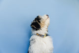 Zeus Flannel Plaid Dog Collar