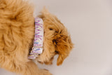 Lavender Fields Dog Collar