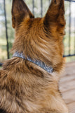 Steel Aztec Dog Collar