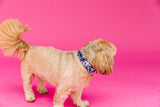 Navy Aztec Dog Collar