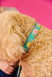 Teal Floral Dog Collar